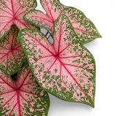 Close-up of Caladium 'Pink Beauty' leaves.