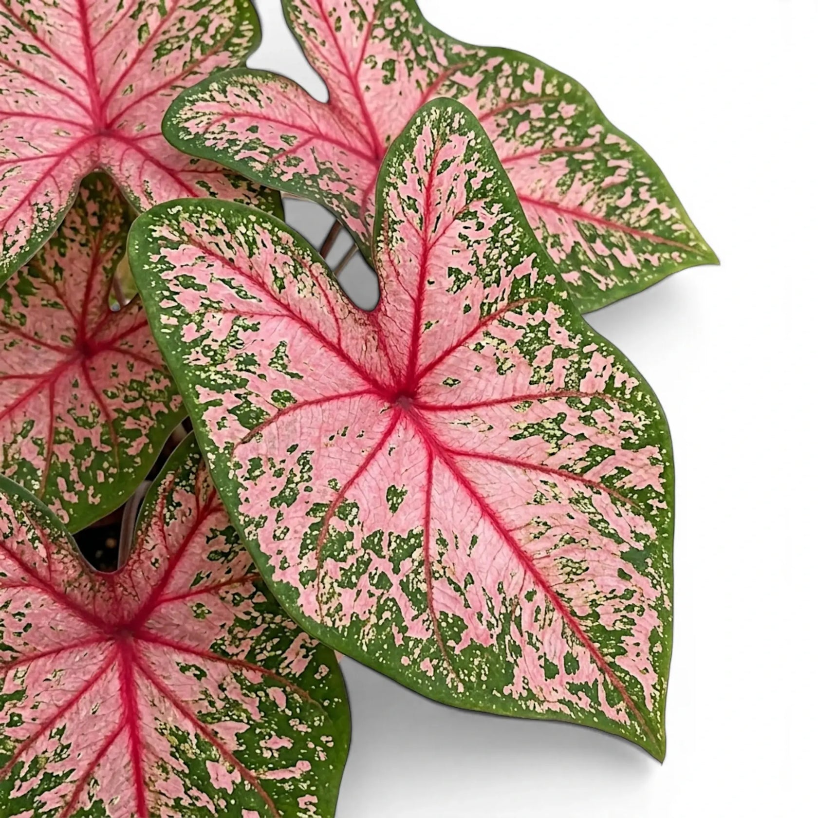 Close-up of Caladium 'Pink Beauty' leaves.
