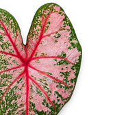 Close-up of Caladium 'Pink Beauty' leaves.