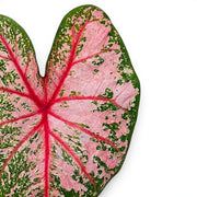 Close-up of Caladium 'Pink Beauty' leaves.