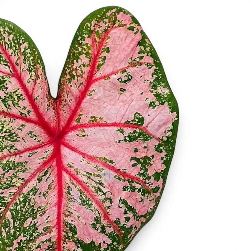 Close-up of Caladium 'Pink Beauty' leaves.