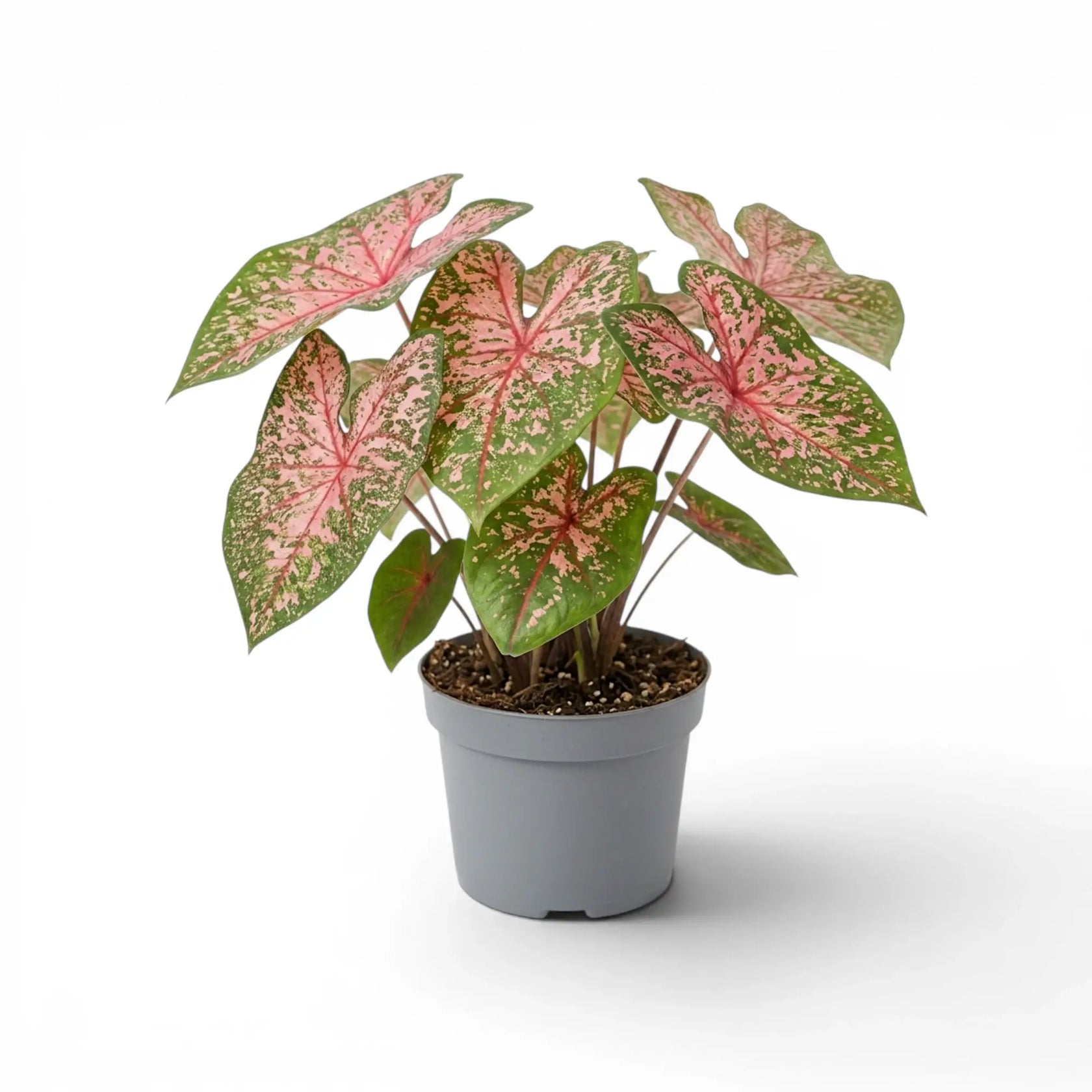 Caladium 'Pink Beauty' plant in a nursery pot.