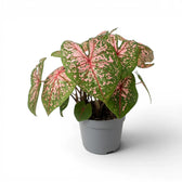 Caladium 'Pink Beauty' plant in a nursery pot.