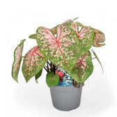 Caladium 'Pink Beauty' plant photo.