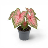 Caladium 'Pink Beauty' plant in a nursery pot.