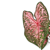 Caladium 'Pink Beauty' plant photo.