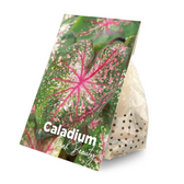 Caladium 'Pink Beauty' plant photo.