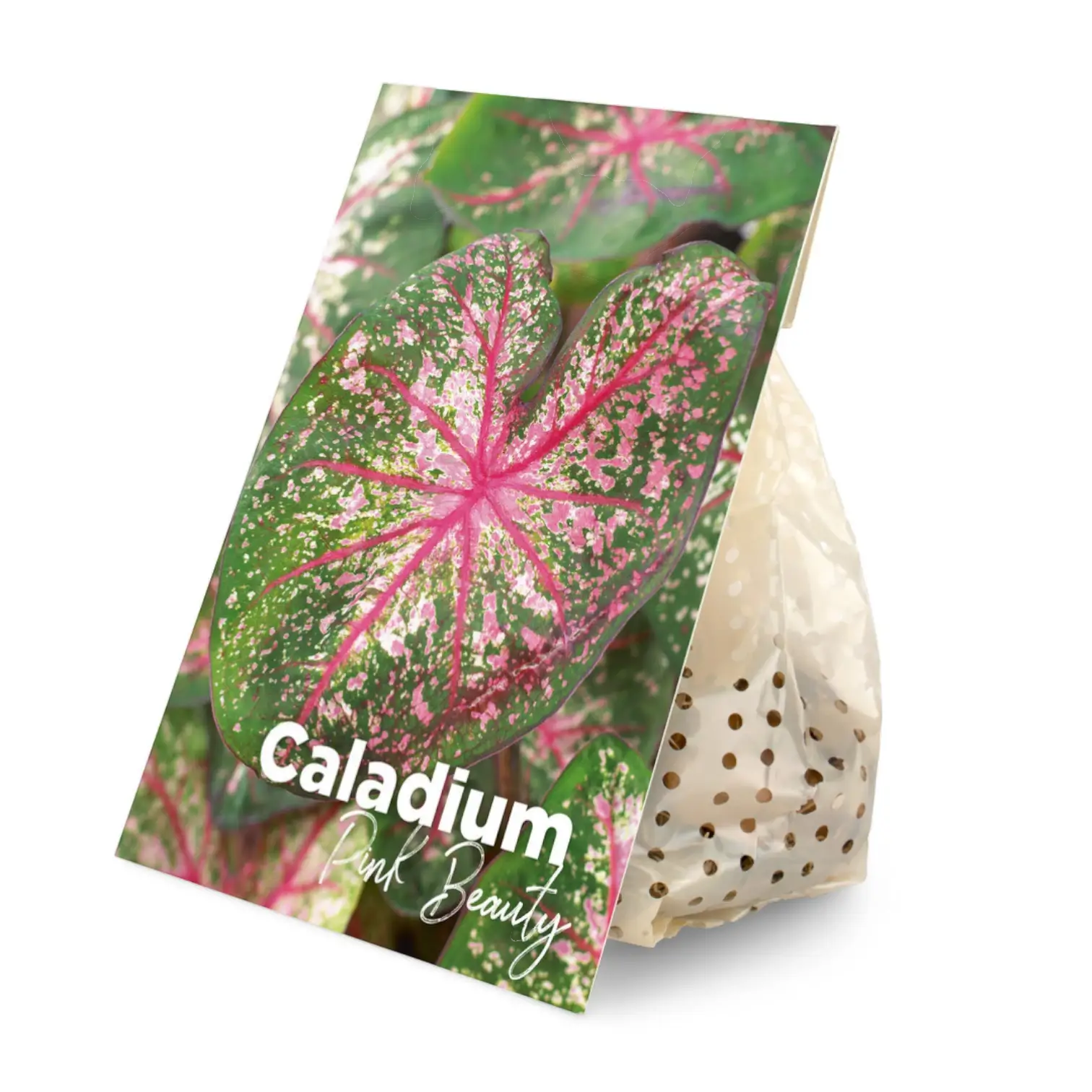 Caladium 'Pink Beauty' plant photo.