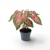 Caladium 'Pink Beauty' plant in a nursery pot.