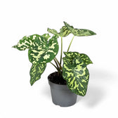 Caladium praetermissum ‘Hilo Beauty’ potted plant in nursery pot on white background.