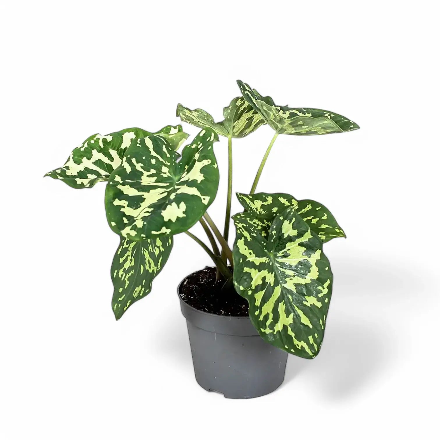 Caladium praetermissum ‘Hilo Beauty’ potted plant in nursery pot on white background.