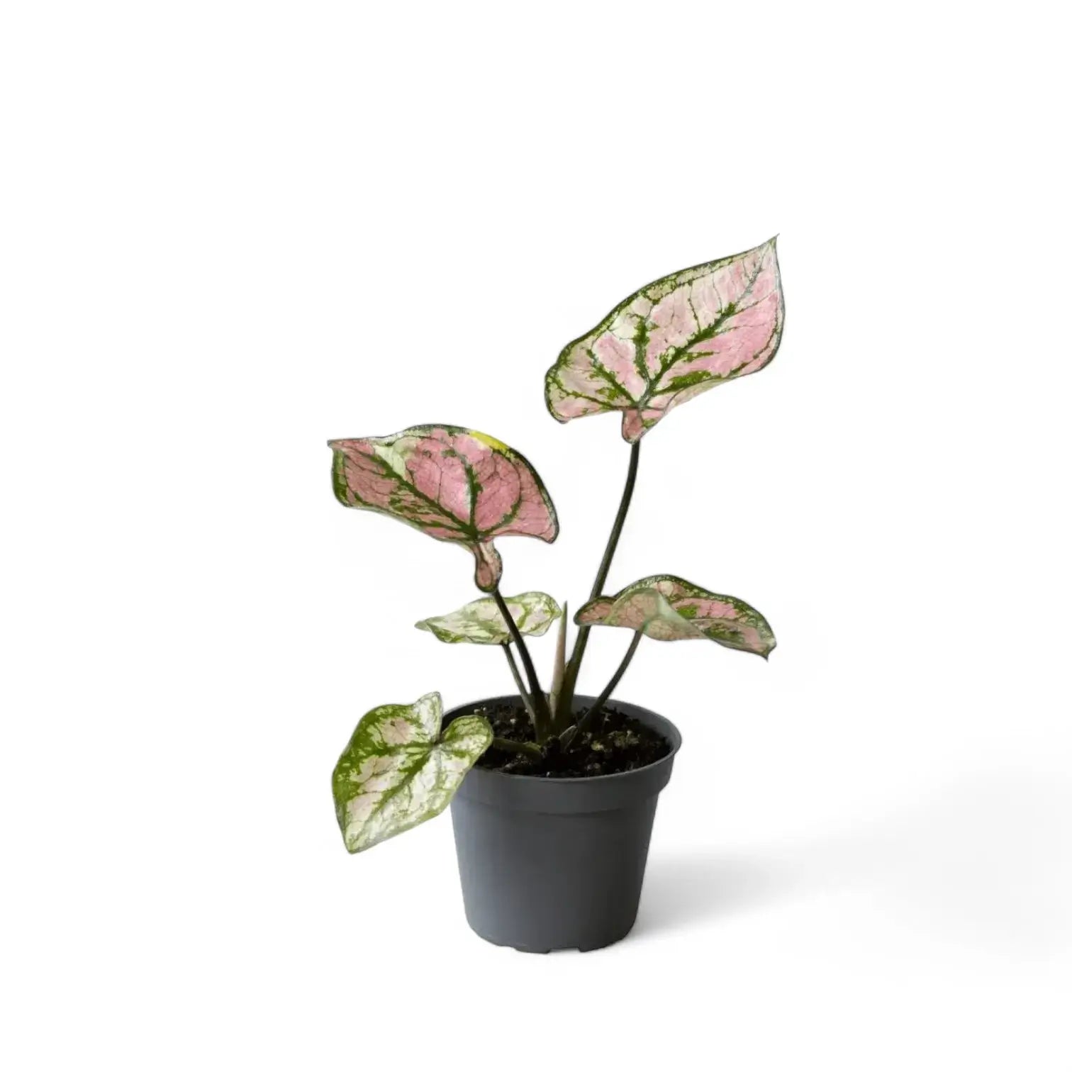 Caladium 'Purple Light' potted plant in nursery pot on white background.