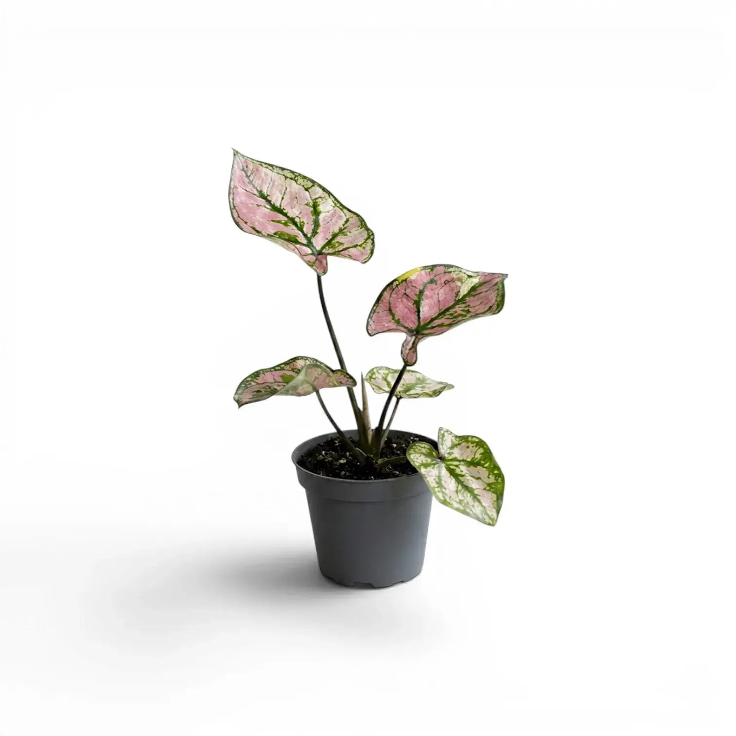 Caladium Purple Light als Baby-Pflanze im Kulturtopf.