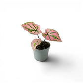Caladium Purple Light als Baby-Pflanze im Kulturtopf.