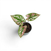 Caladium Purple Light als Baby-Pflanze im Kulturtopf.