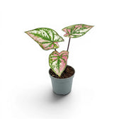 Caladium Purple Light als Baby-Pflanze im Kulturtopf.