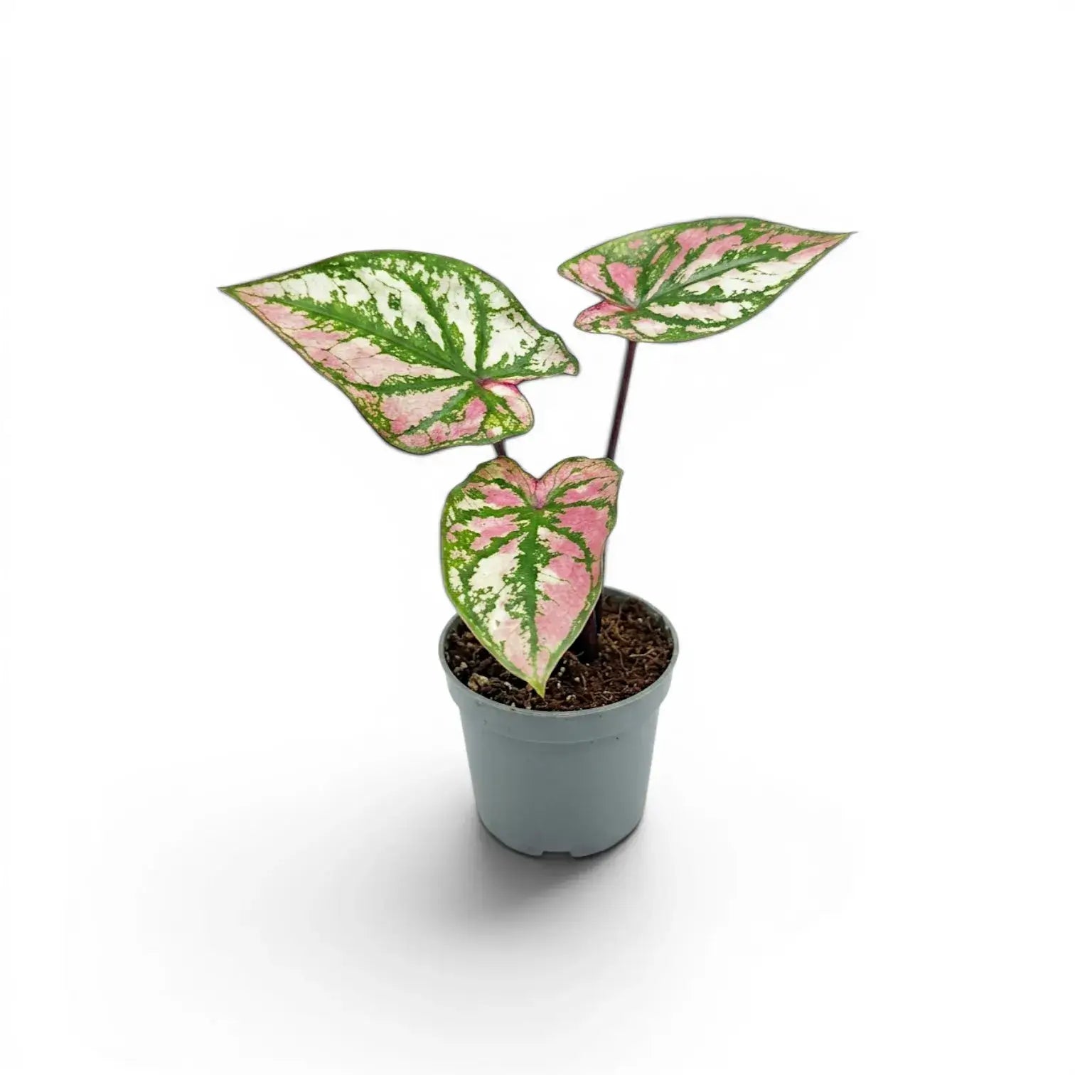 Caladium Purple Light als Baby-Pflanze im Kulturtopf.
