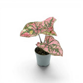 Caladium Purple Light als Baby-Pflanze im Kulturtopf.