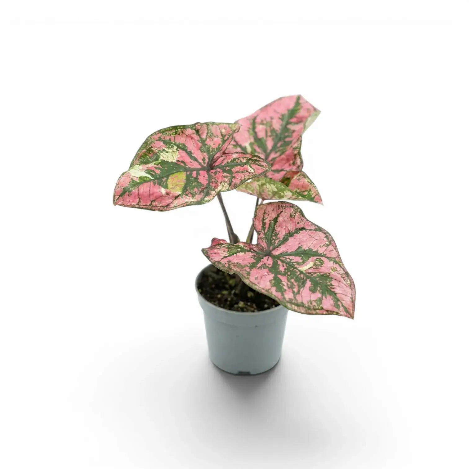 Caladium Purple Light als Baby-Pflanze im Kulturtopf.