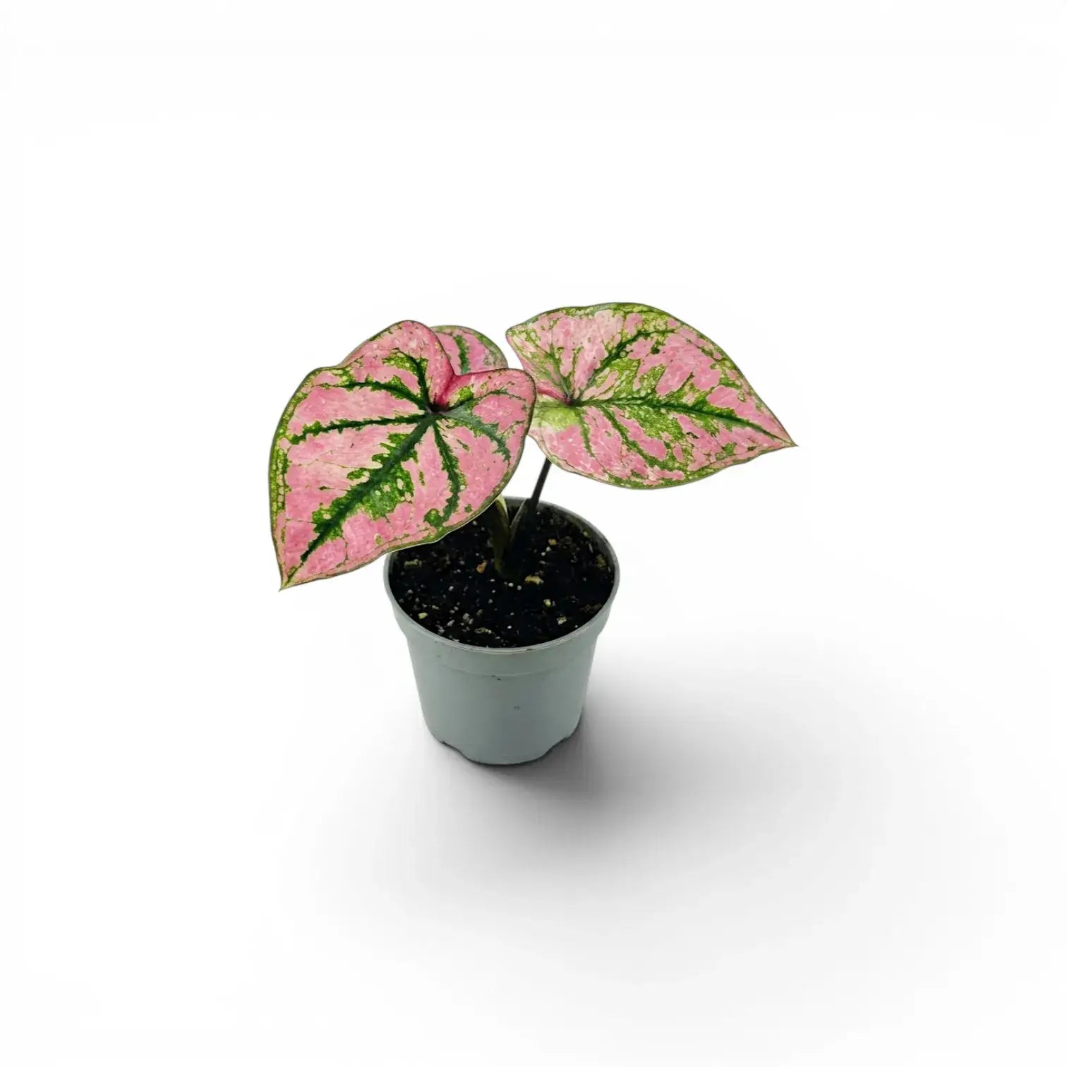 Caladium Purple Light als Baby-Pflanze im Kulturtopf.