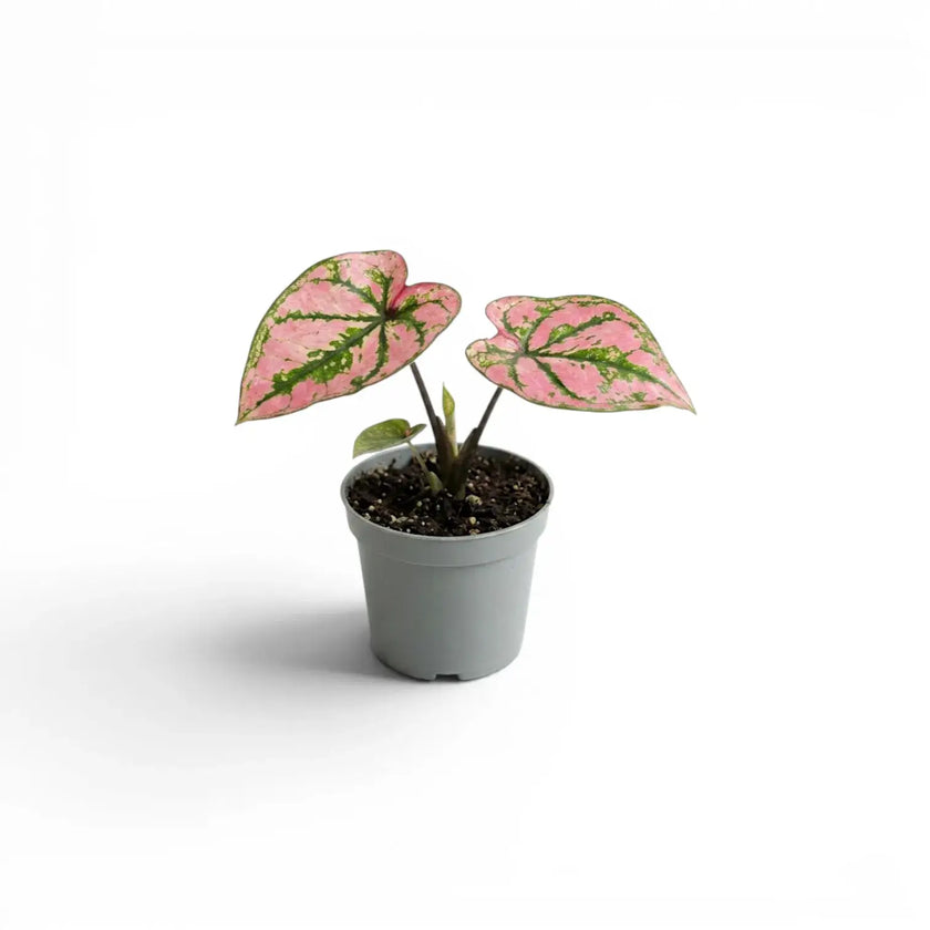 Caladium Purple Light als Baby-Pflanze im Kulturtopf.