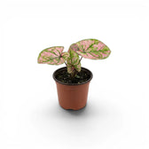 Caladium Purple Light als Baby-Pflanze im Kulturtopf.