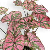 Nahaufnahme der Blätter von Caladium Purple Light mit rosa-grüner Zeichnung.