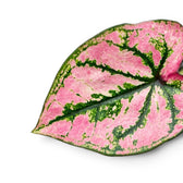 Nahaufnahme der Blätter von Caladium Purple Light mit rosa-grüner Zeichnung.