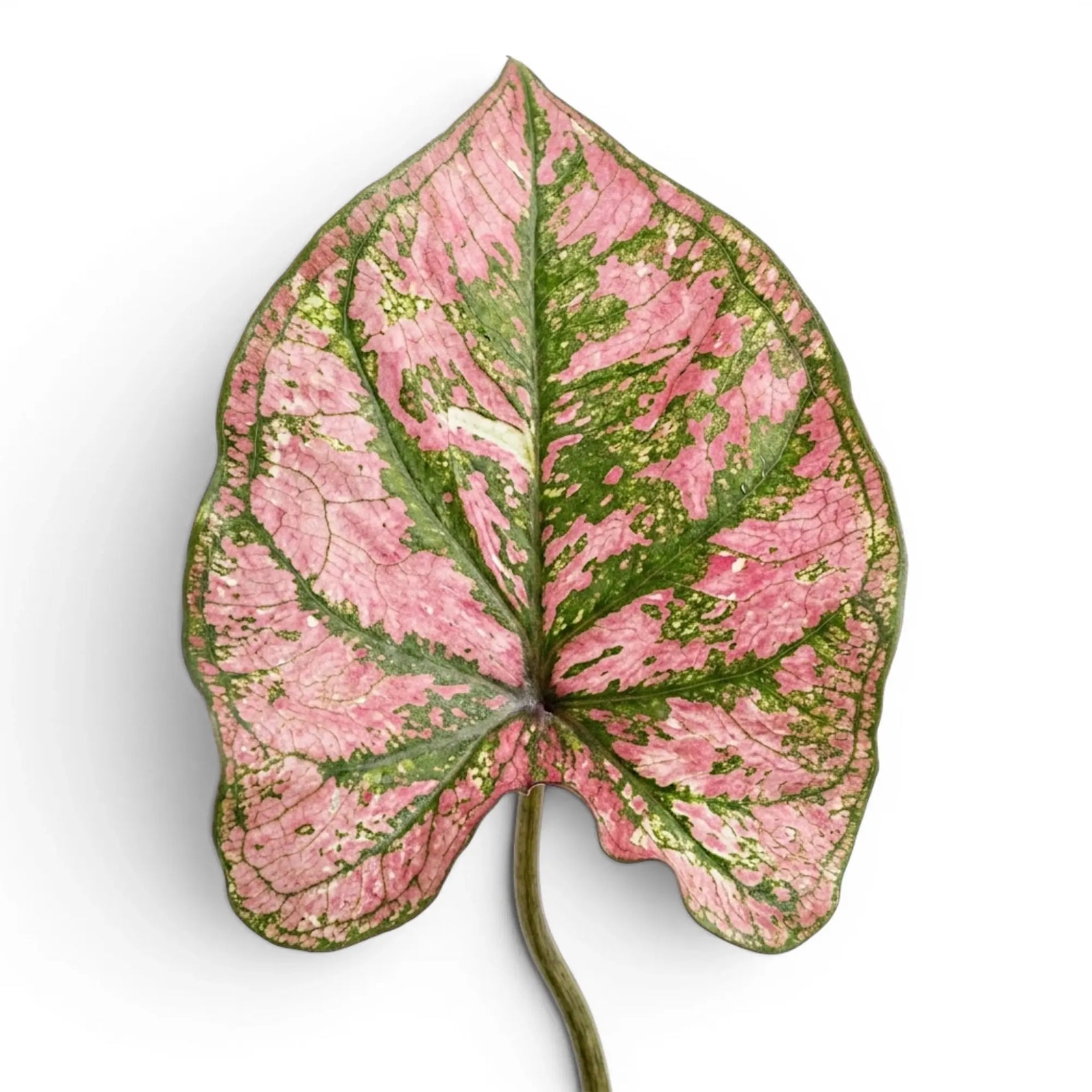 Nahaufnahme der Blätter von Caladium Purple Light mit rosa-grüner Zeichnung.