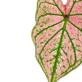 Nahaufnahme der Blätter von Caladium Purple Light mit rosa-grüner Zeichnung.