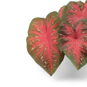 Caladium 'Red Flash' close-up of leaf on white background.