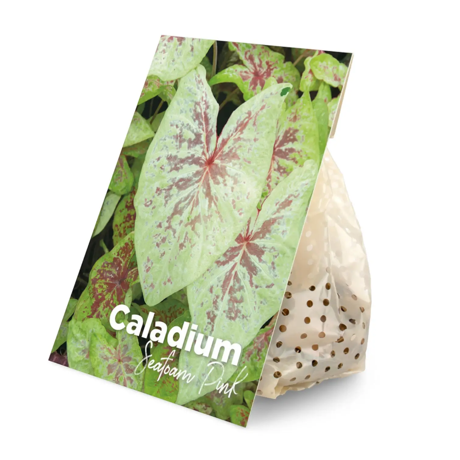 Caladium 'Red Flash' plant photo.