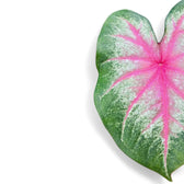 Nahaufnahme eines Blatts von Caladium 'Rosebud' vor weißem Hintergrund.