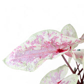 Nahaufnahme eines Blatts von Caladium 'Seafoam Pink' vor weißem Hintergrund.