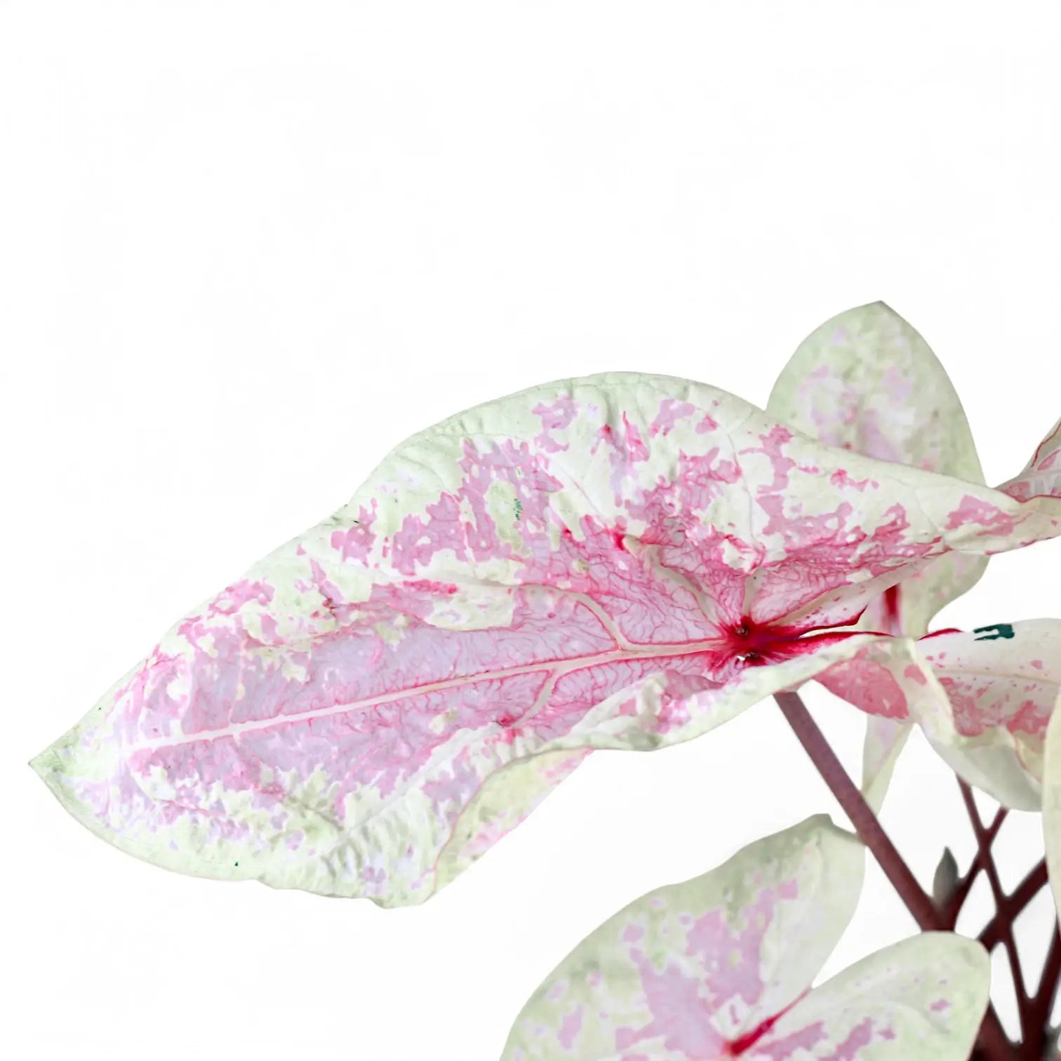 Nahaufnahme eines Blatts von Caladium 'Seafoam Pink' vor weißem Hintergrund.