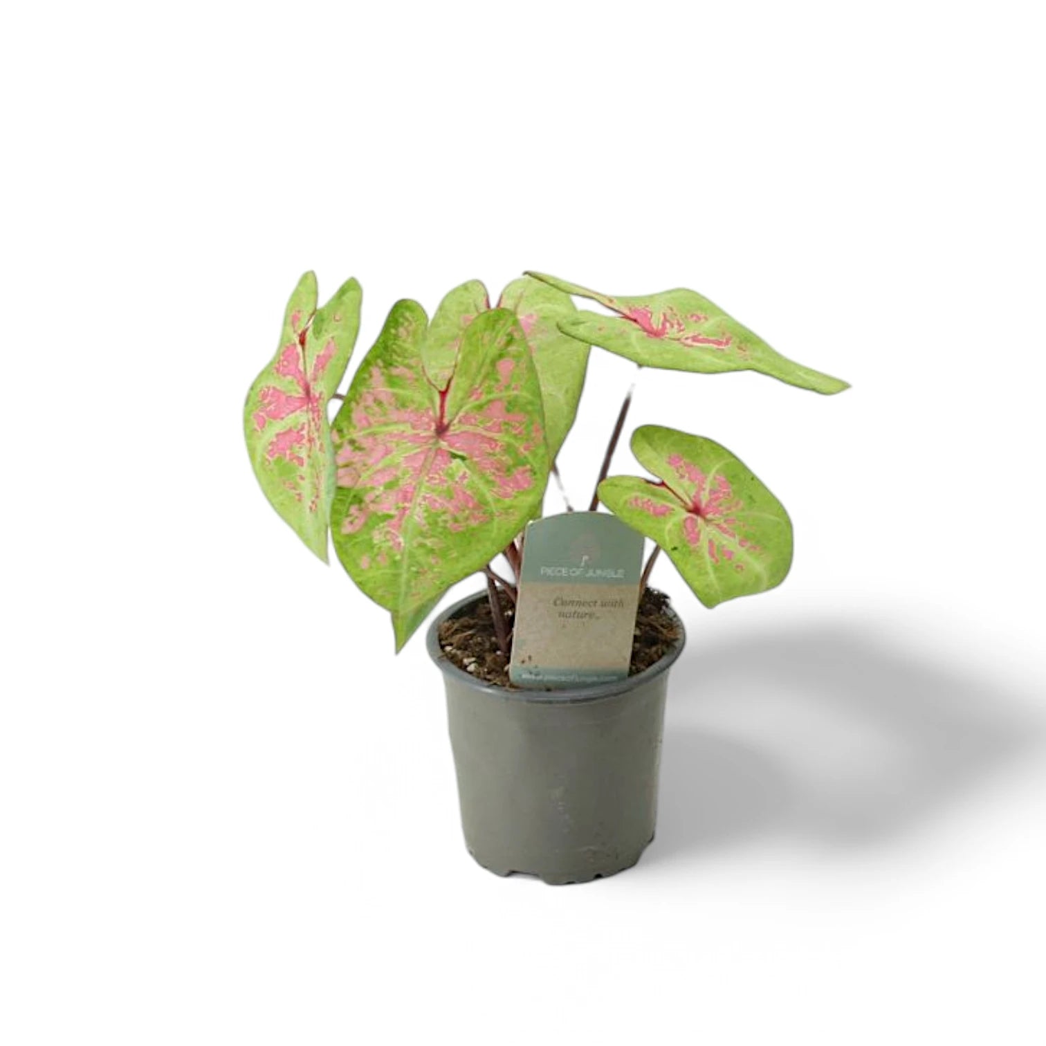 Caladium 'Seafoam Pink' plant photo.