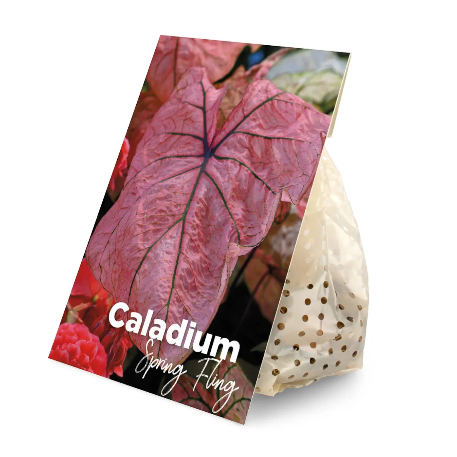 Caladium 'Seafoam Pink' plant photo.