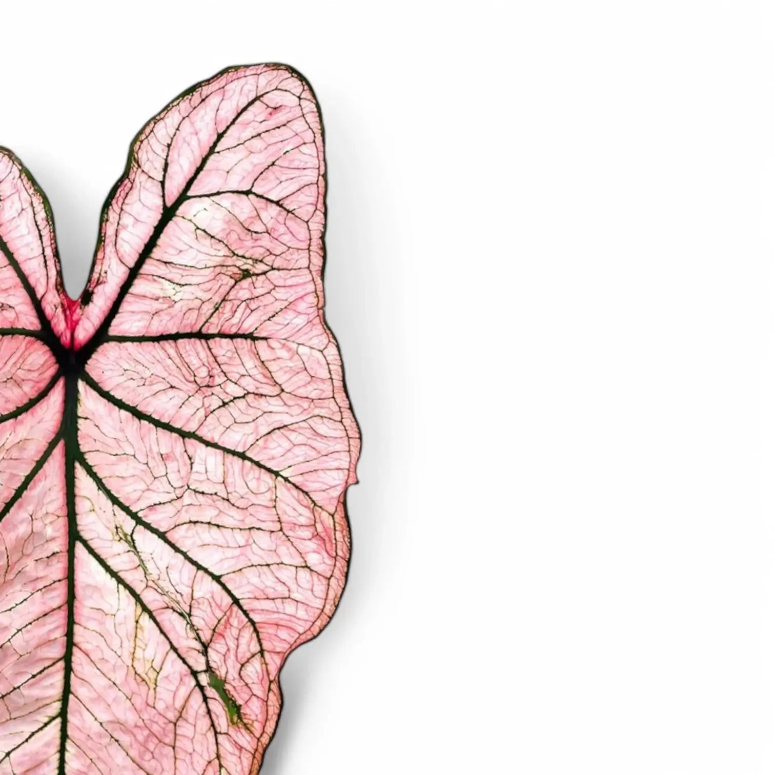 Nahaufnahme eines Blatts von Caladium 'Spring Fling' vor weißem Hintergrund.
