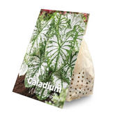Caladium 'Spring Fling' plant photo.