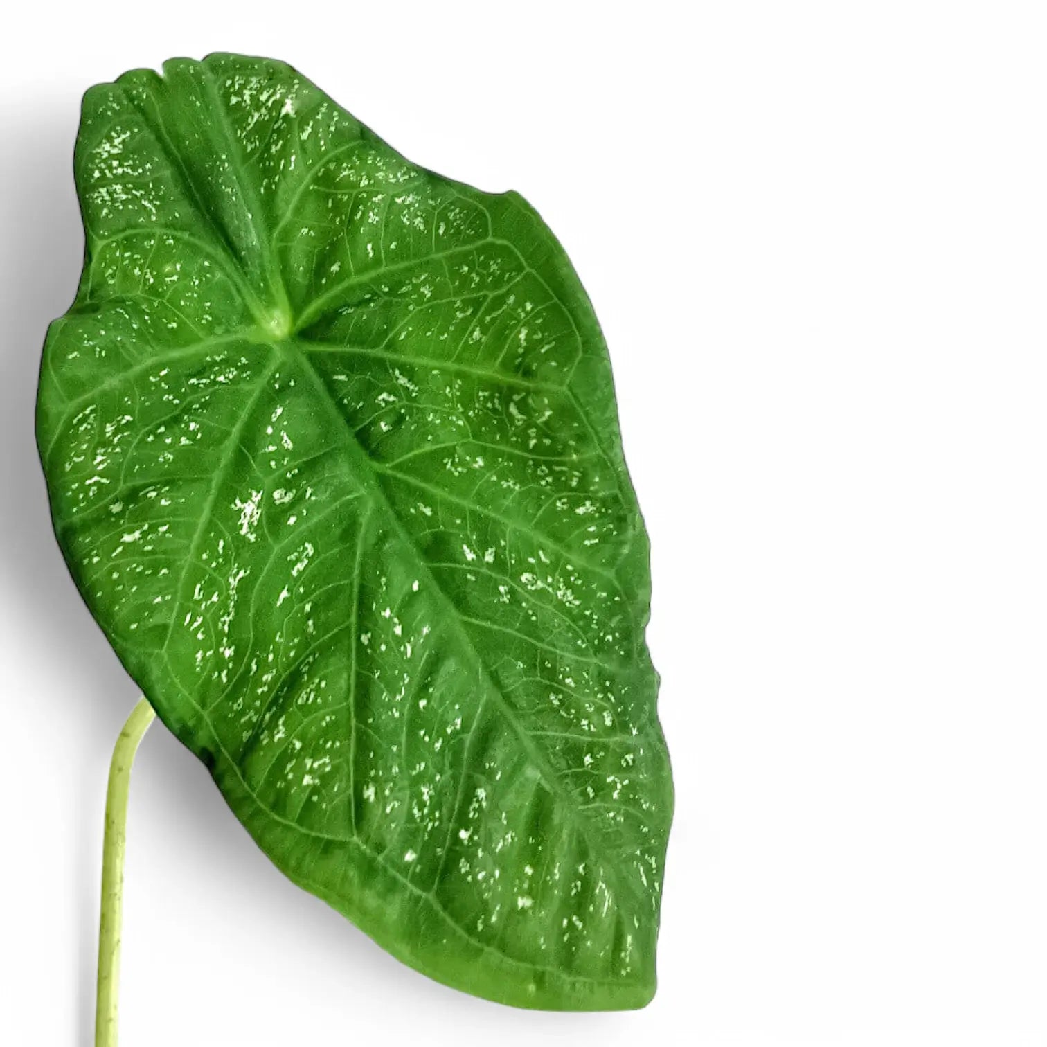 Caladium steudnerifolium leaf detail on white background.