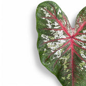 Nahaufnahme eines Blatts von Caladium 'Tapestry' vor weißem Hintergrund.