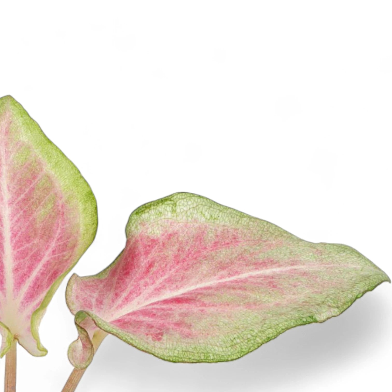 Caladium 'Va Va Violet' close-up of leaf on white background.