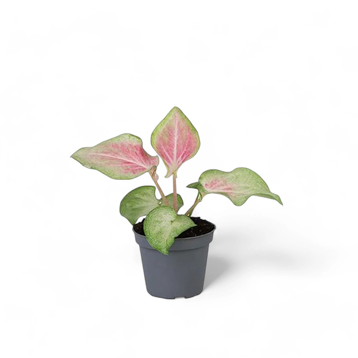 Caladium 'Va Va Violet' potted plant in nursery pot on white background.