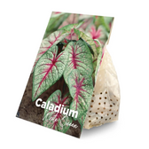 Caladium 'White Christmas' plant photo.