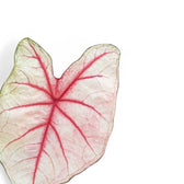 Caladium 'White Queen' leaf close-up on white background.