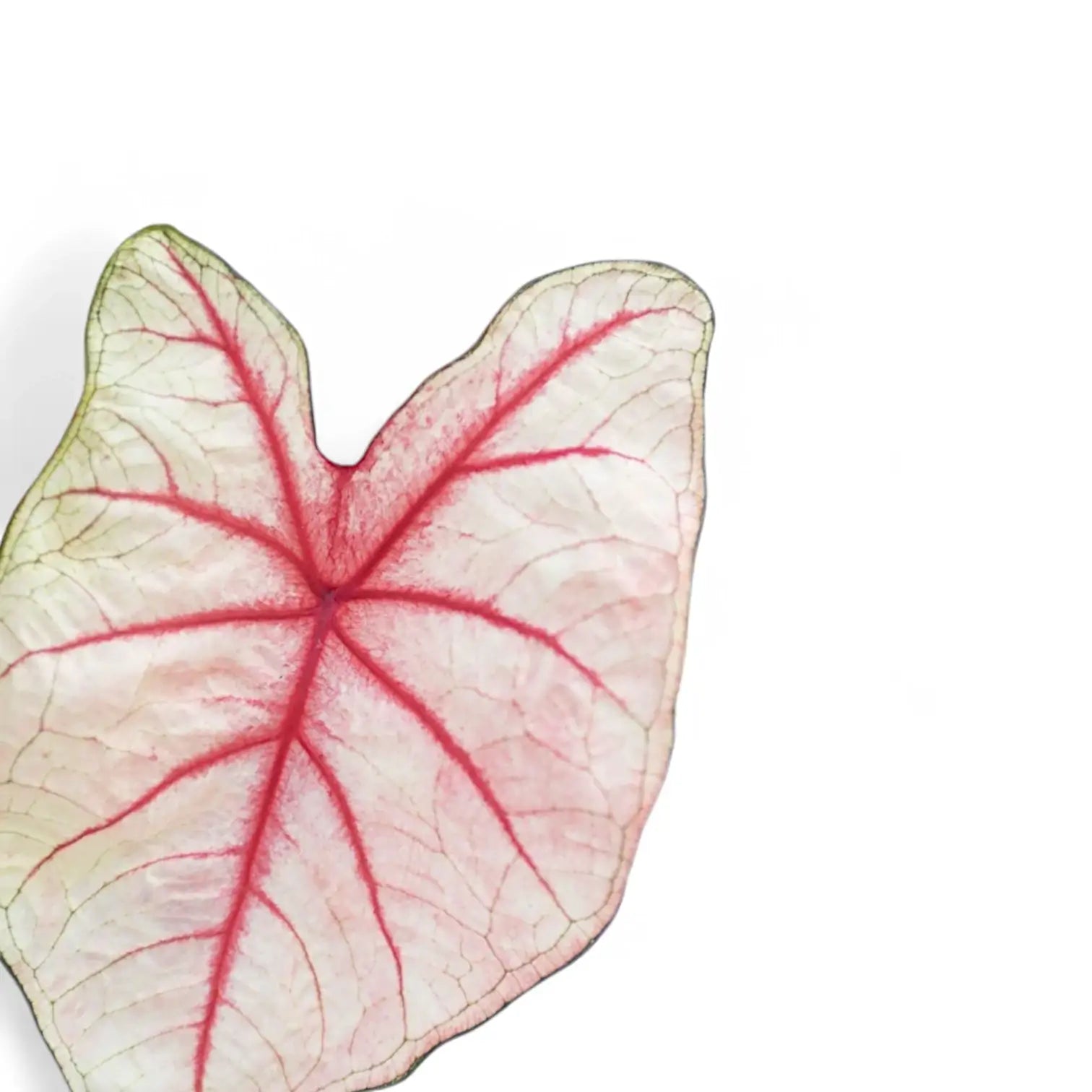 Caladium 'White Queen' leaf close-up on white background.