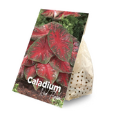 Caladium 'Red Flash'