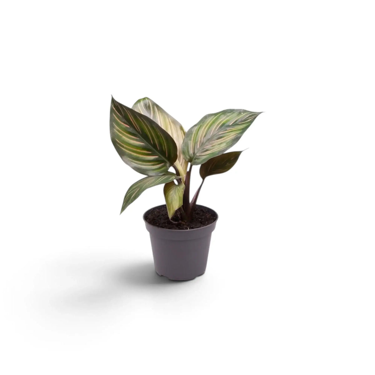 Kleine Calathea 'Beauty Star' mit cremefarben gestreiften grünen Blättern im grauen Kulturtopf