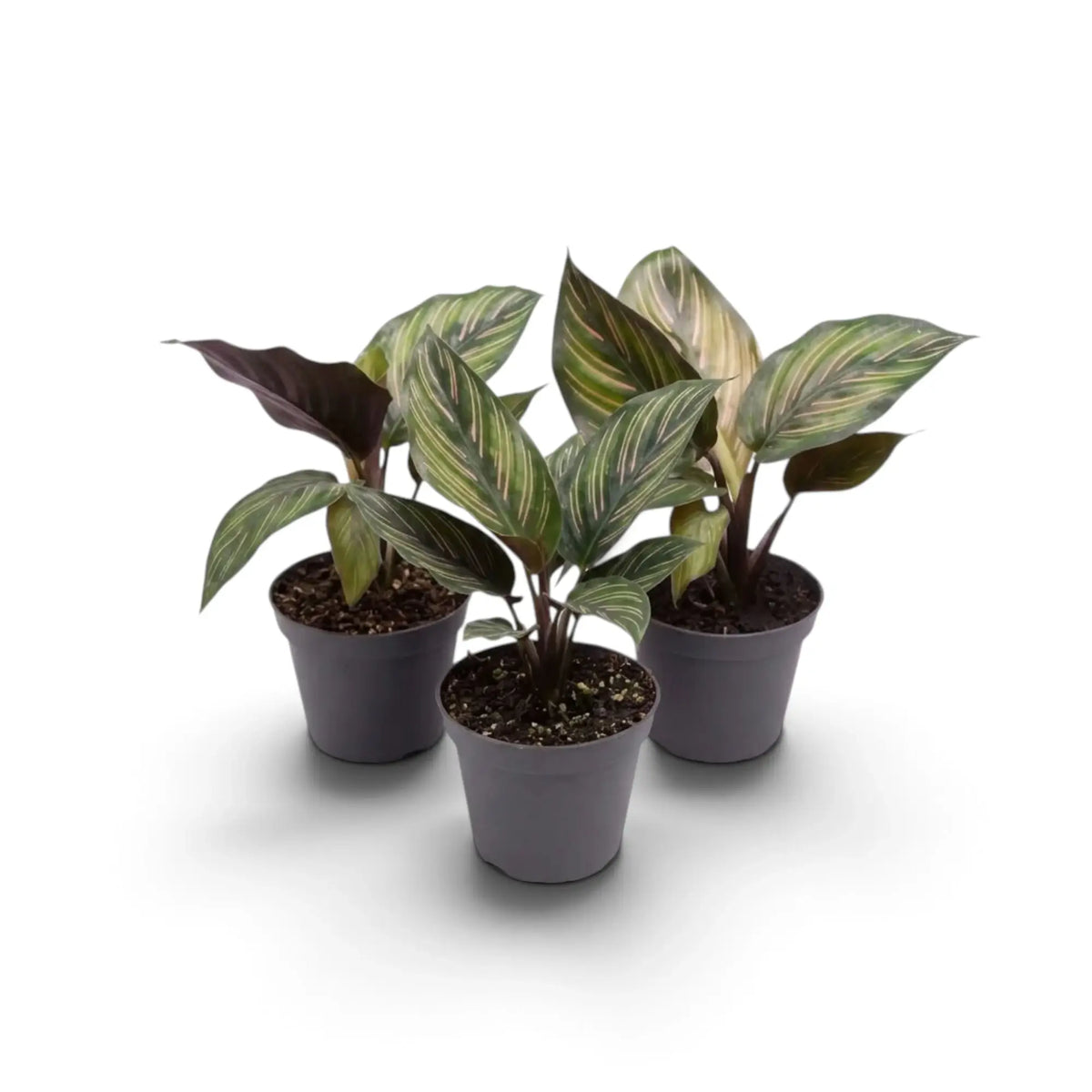 Drei kleine Calathea 'Beauty Star' mit grün-cremefarbener Blattzeichnung und weinroten Unterseiten