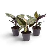 Drei junge Calathea 'Beauty Star' mit gestreiften Blattoberseiten und dunklen Unterseiten